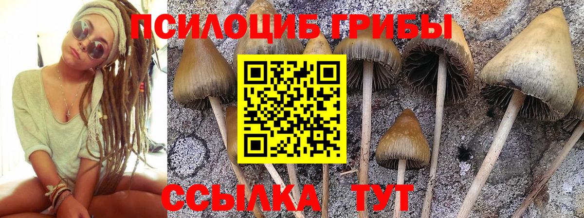 Галлюциногенные грибы GOLDEN TEACHER Дмитров